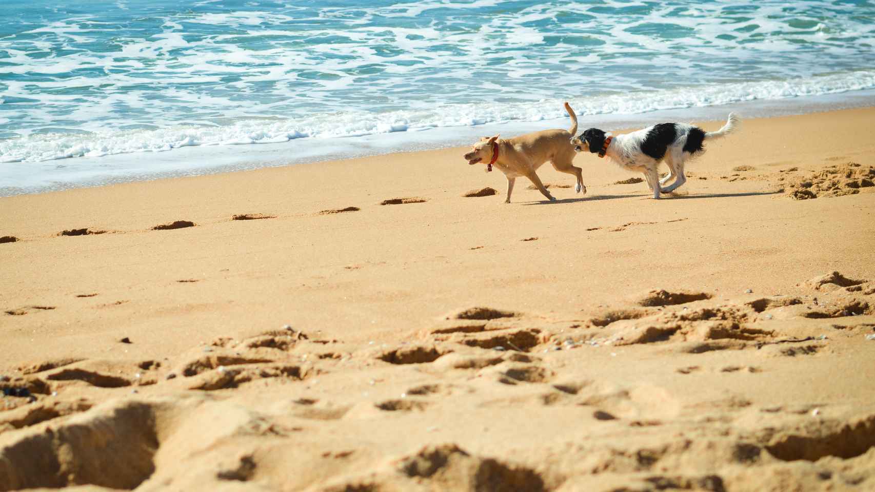 Imagen de archivo de dos perros en la playa.