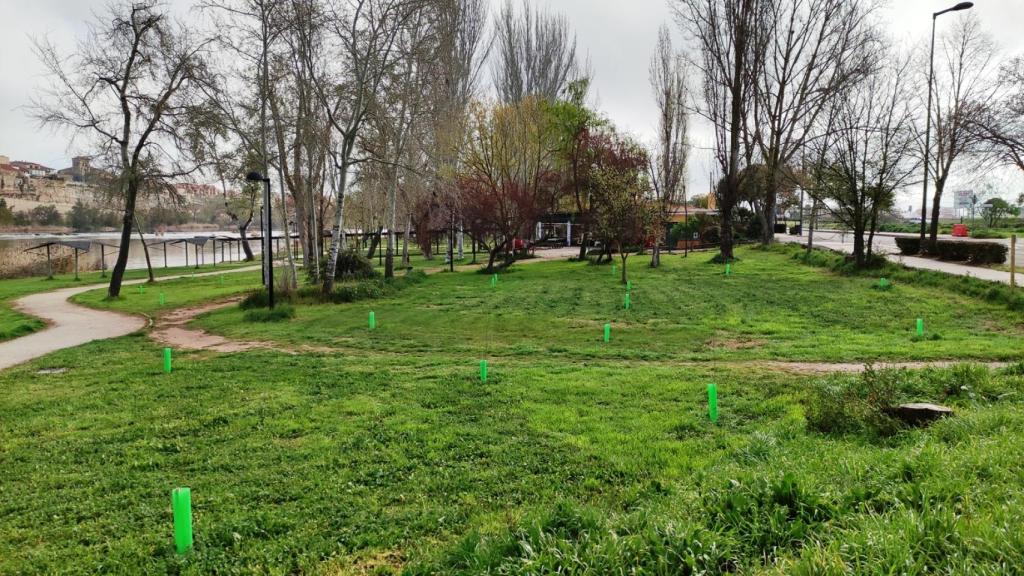 Plantación de olmos en Zamora