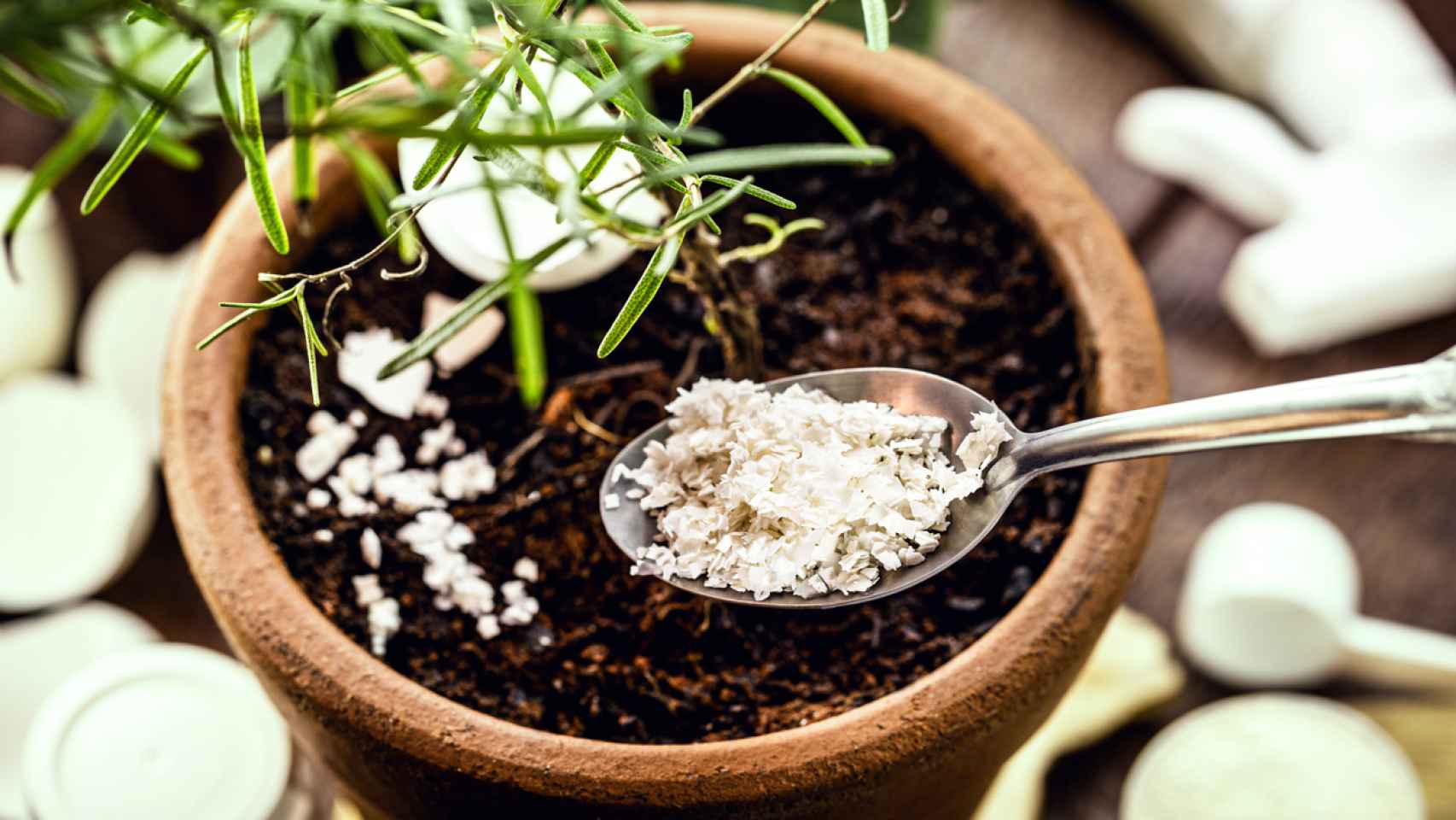 Cómo hacer fertilizante casero para plantas: desde cáscaras de huevo y plátano a cenizas de madera