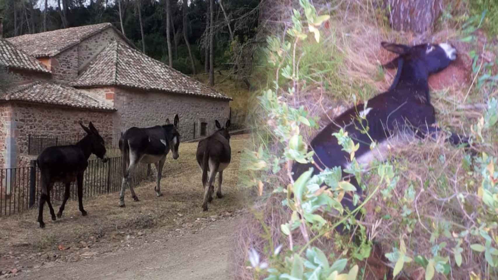 Los burros antiincendios enviados al Desert de les Palmes de Castellón.