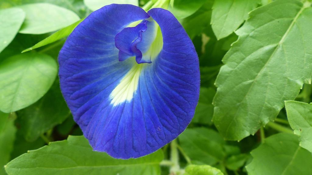 Existe otra bebida conocida como té azul, aunque se elabora con los pétalos de otra planta.