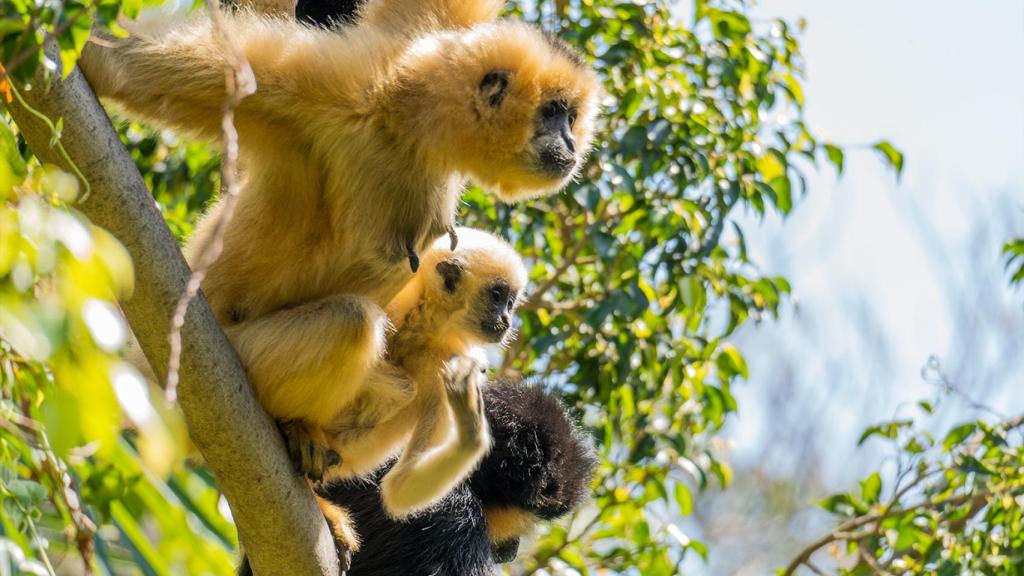 Gibones en Bioparc.