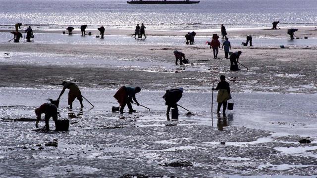 Mariscadores trabajando en una imagen de archivo.