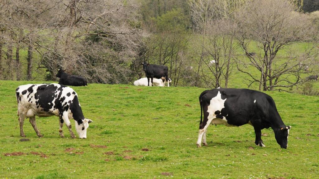 Varias vacas lecheras pastorean en la granja Casa Grande de Xanceda, a 26 de marzo de 2022.