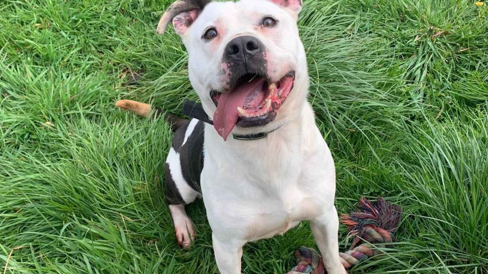 Posto, el perro adoptado en Cardiff.