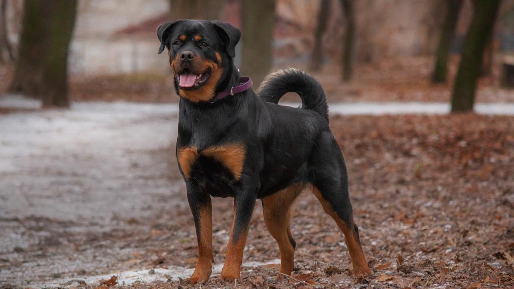 Rottweiler