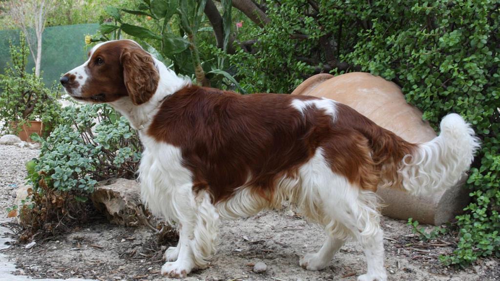 Springel Spaniel