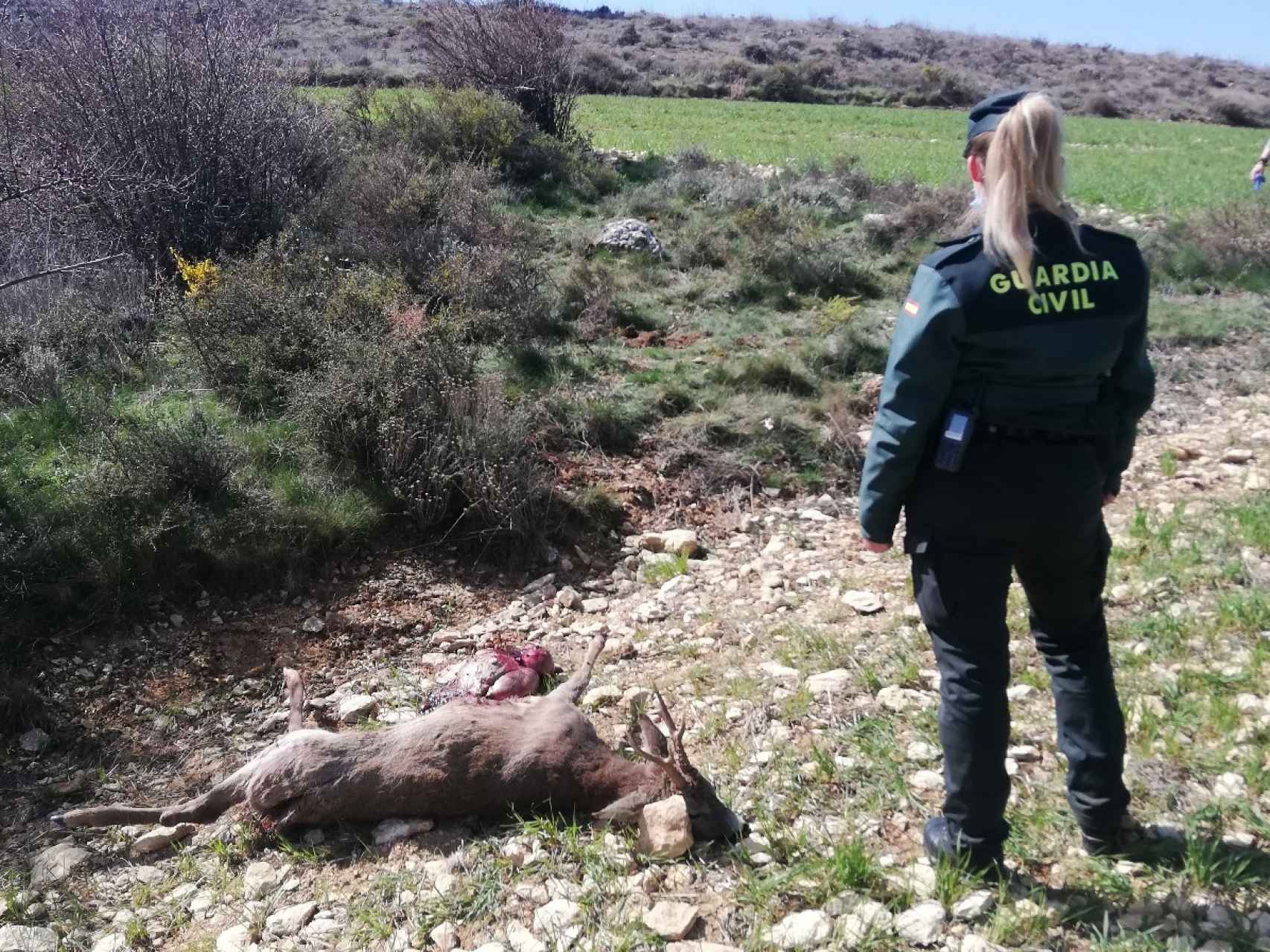 Imagen de uno de los corzos cazado furtivamente en Soria facilitada por la Guardia Civil.