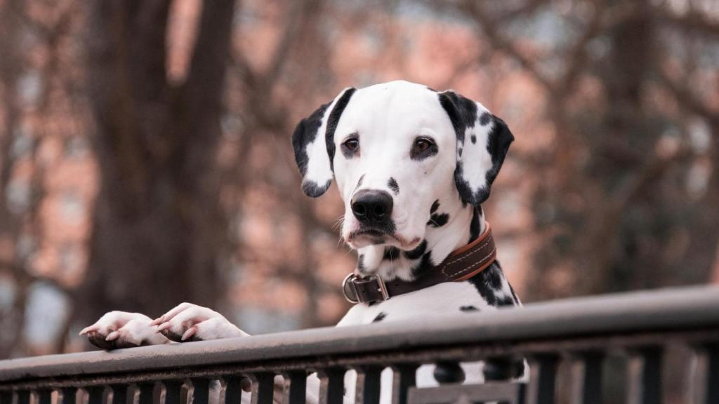 Estas son las razas de perros más activas