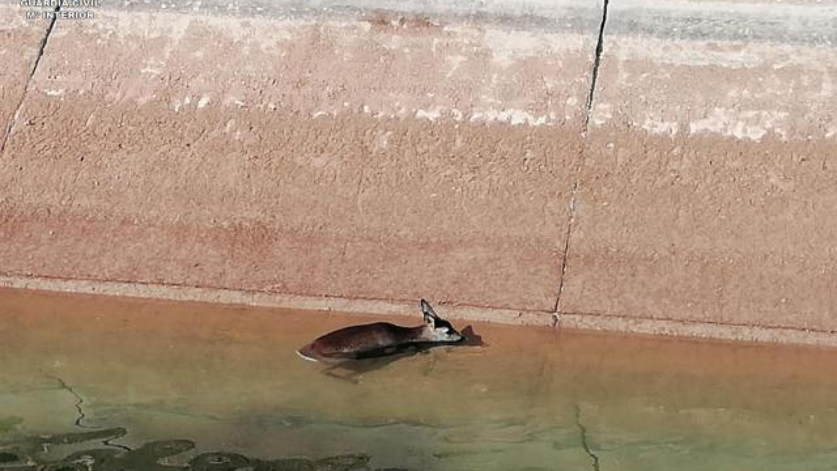 Imagen de un corzo en el trasvase Tajo-Segura.