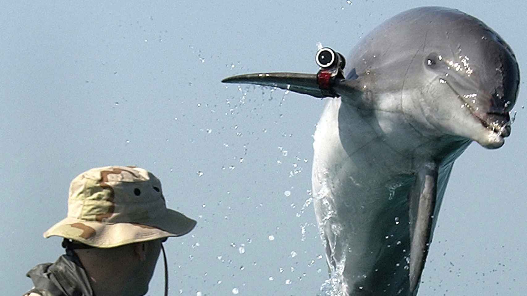 Delfín norteamericano con un dispositivo de espionaje instalado.