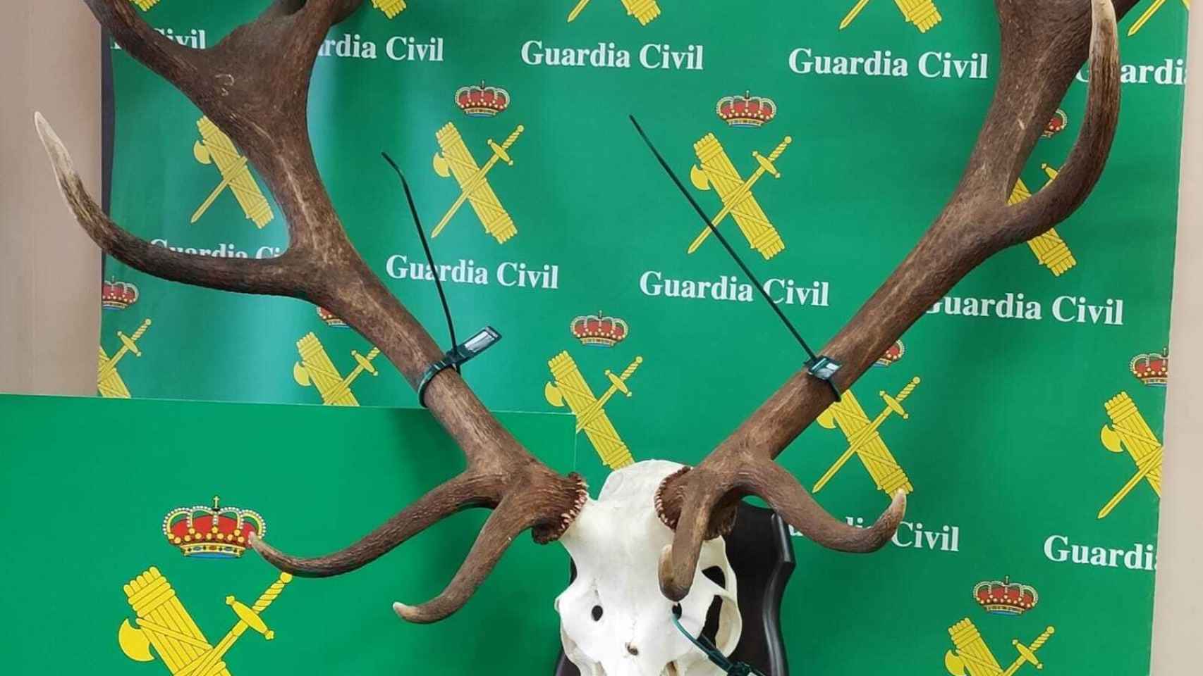 La Guardia Civil descubre en una bodega de Sayago la cabeza de un ciervo valorado en 11.000 euros