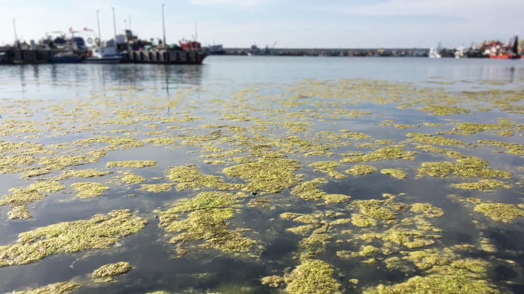 Contaminación en la superficie marina.