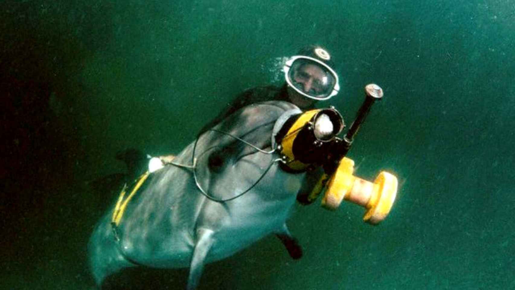 Delfín adiestrado ruso