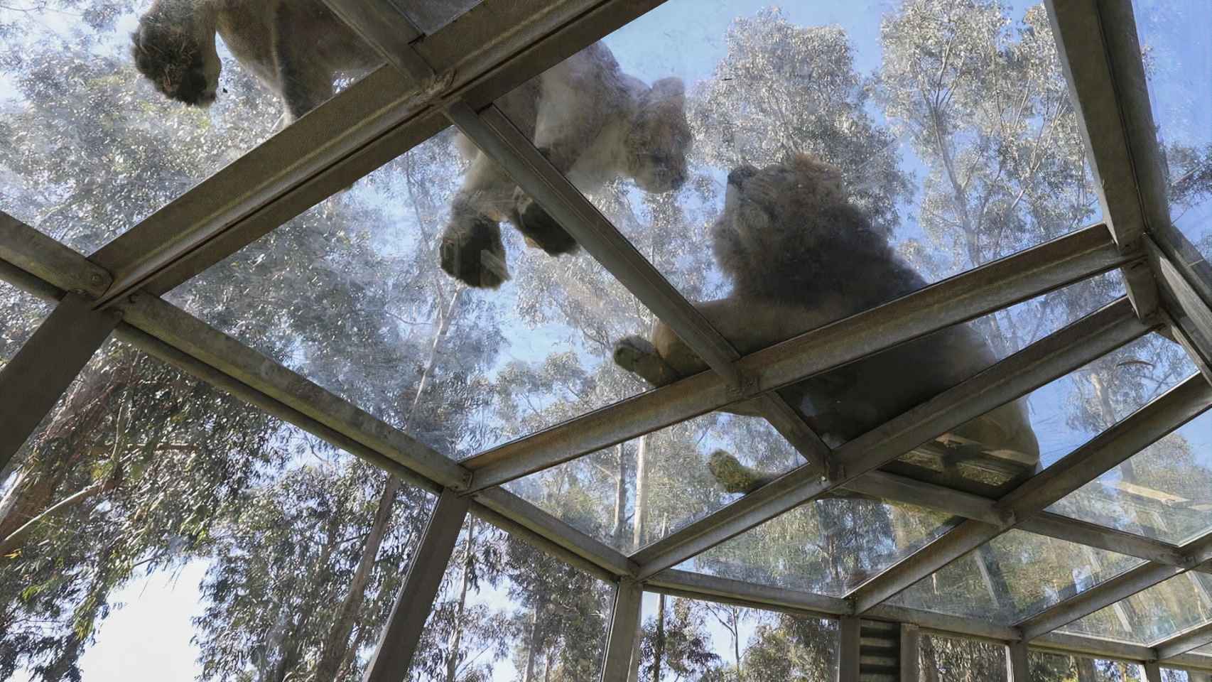 Pasarela de cristal para ver los leones en el zoo de Santo Inácio.