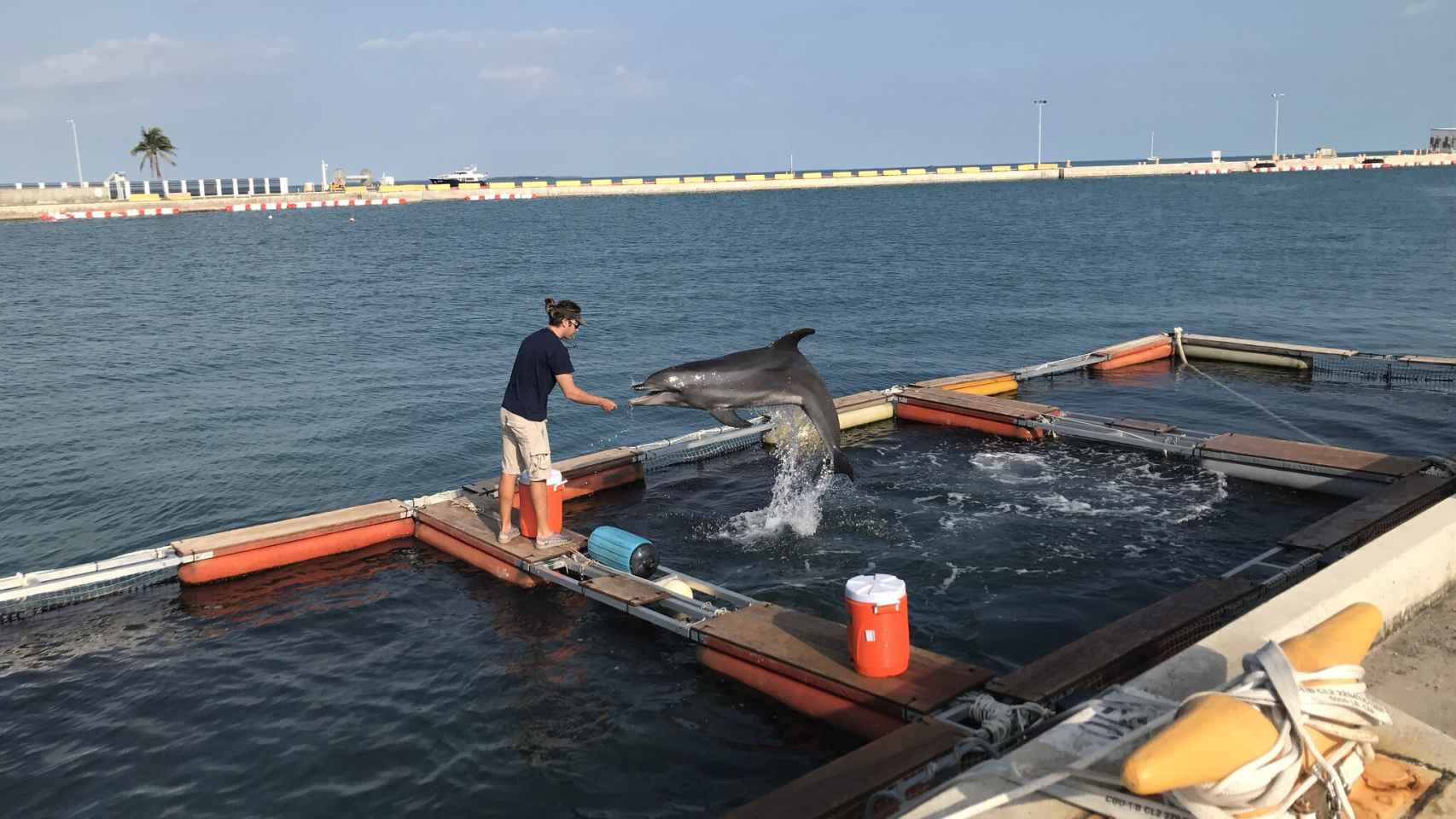 Entrenamiento delfín