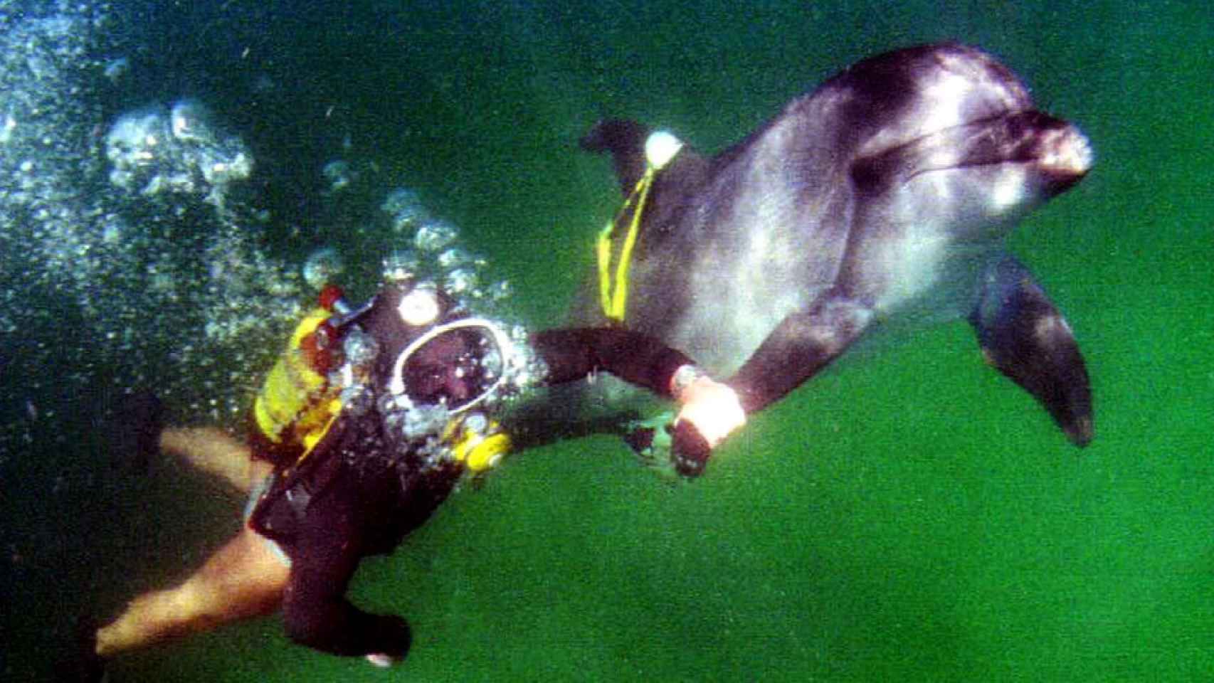 Uso de delfines en Rusia