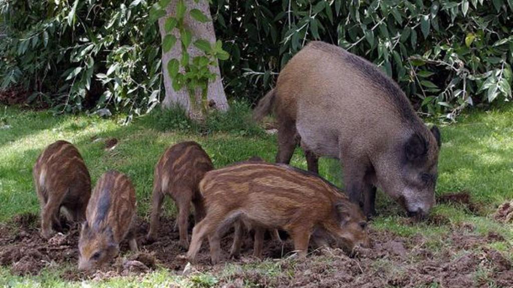 Jabalíes en un parque de Barcelona.