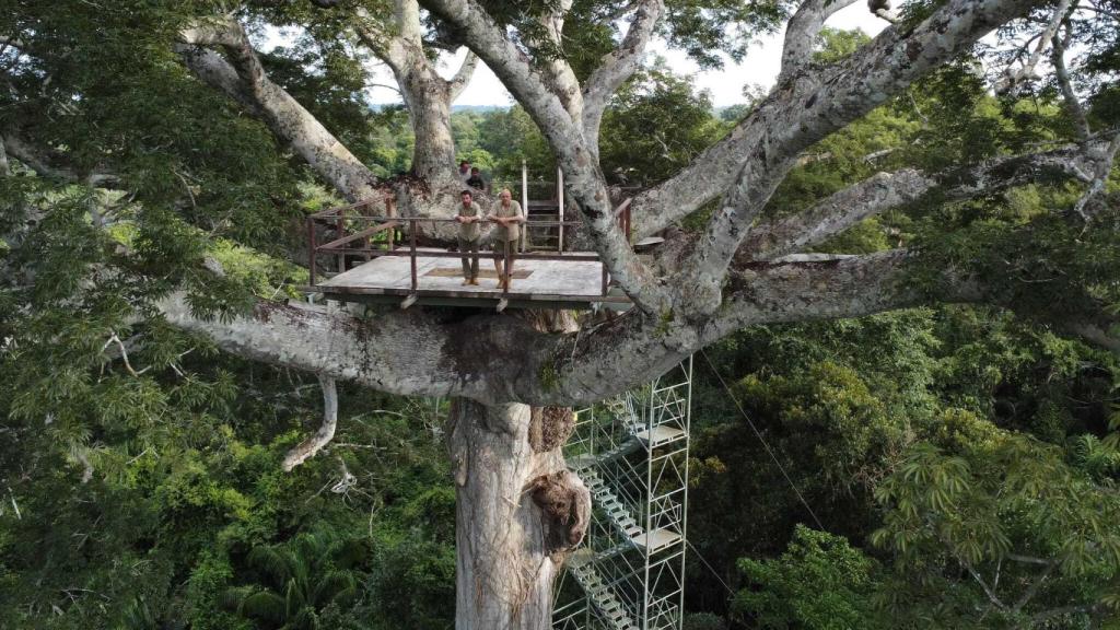 Los integrantes de la expedición, en la copa de un árbol.