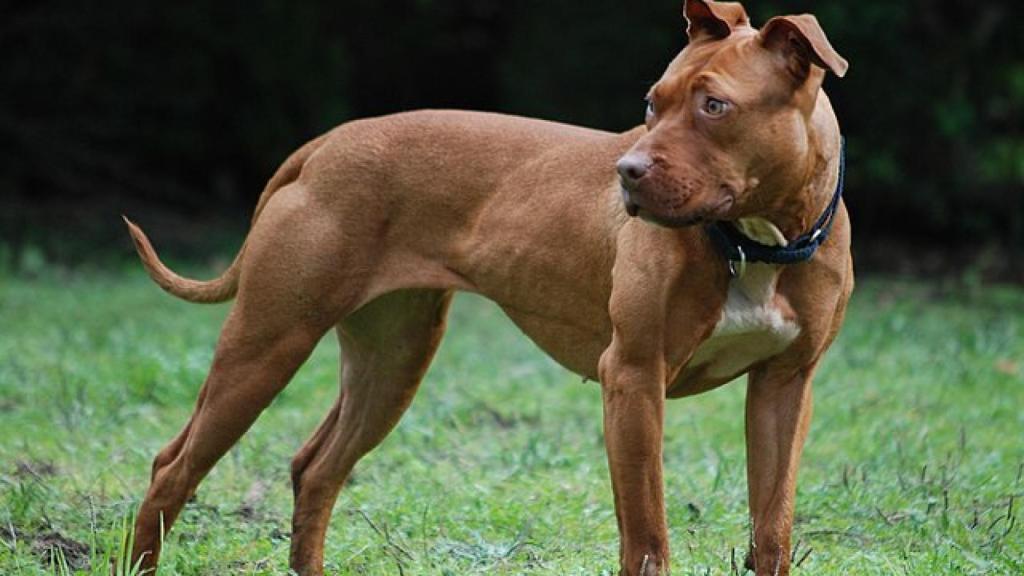 Un Pitt Bull Terrier, en imagen de archivo.