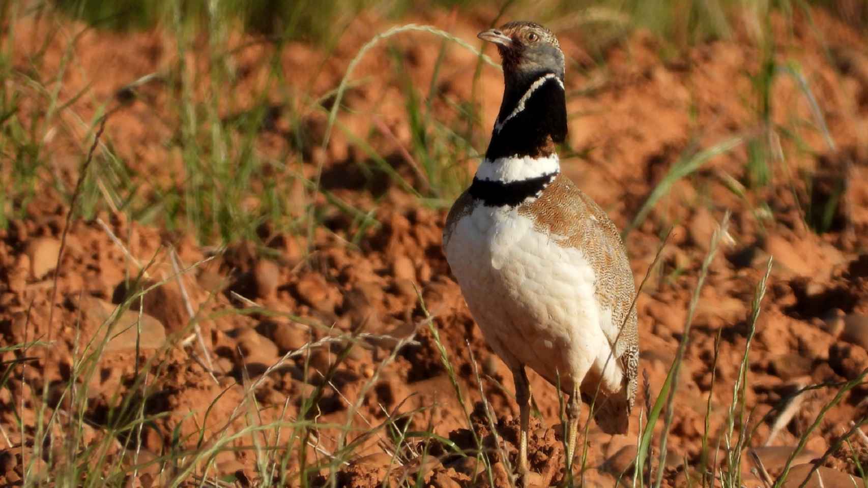 La Junta alerta de importantes descensos poblacionales y extinciones de aves esteparias, excepto la avutarda