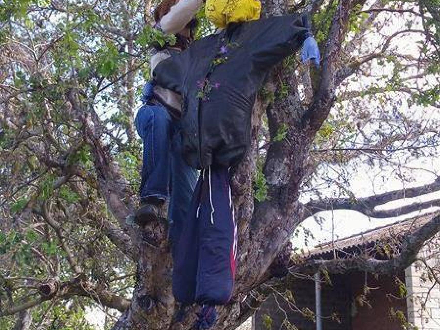 Triufé de Sanabria sigue la tradición y coloca su Maiu.