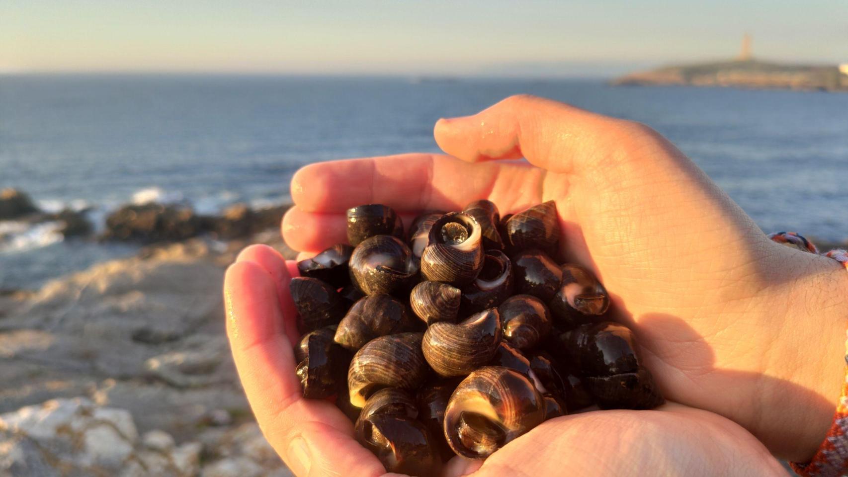 Las minchas o caramuxos: las ‘pipas’ del mar gallego