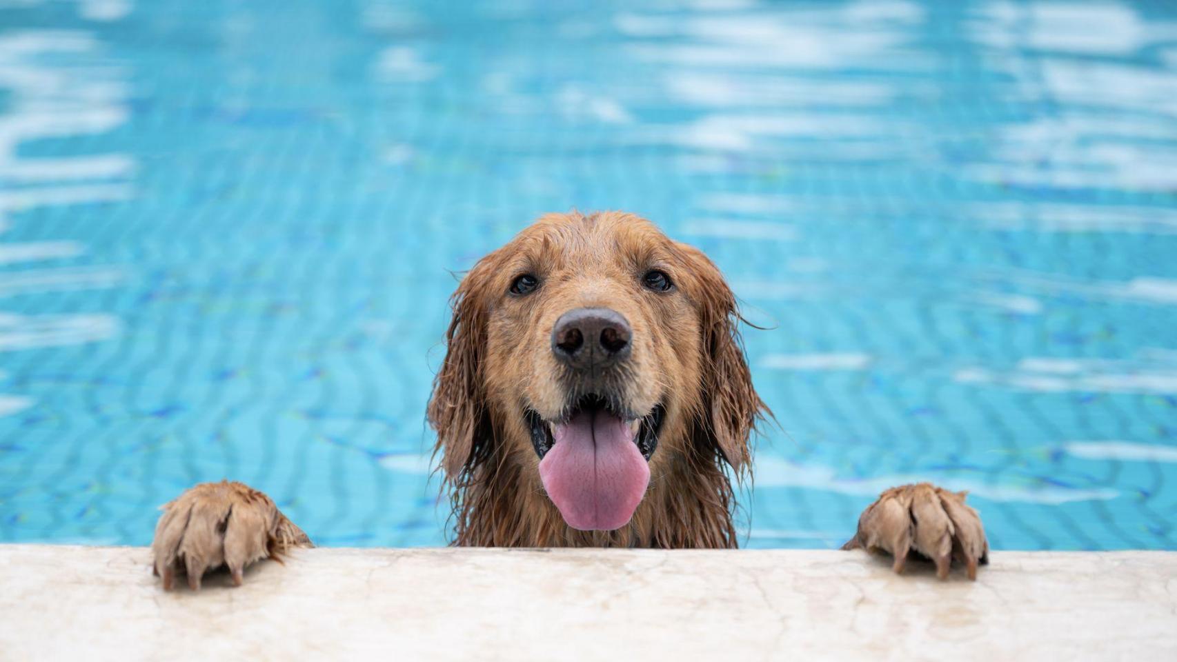 Complexo Canino Gaia: vacaciones de lujo para las mascotas en Culleredo, A Coruña