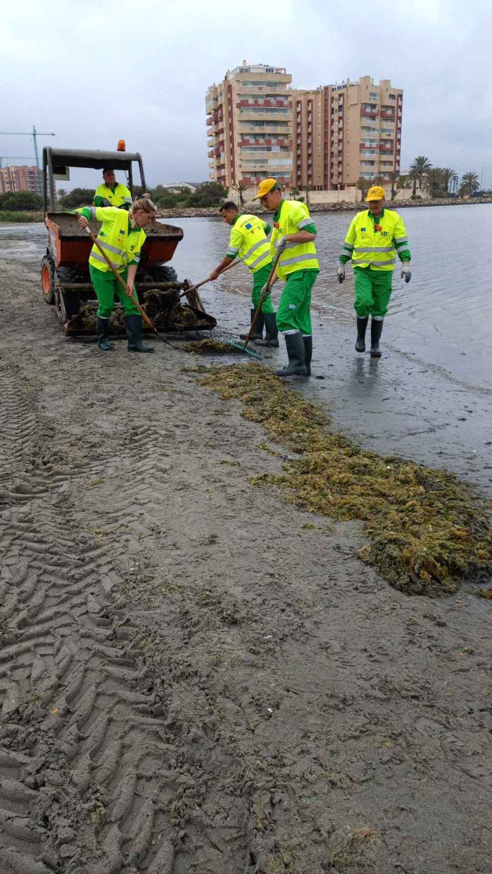 Algunos de los cien operarios que a diario están retirando algas de las playas del Mar Menor.