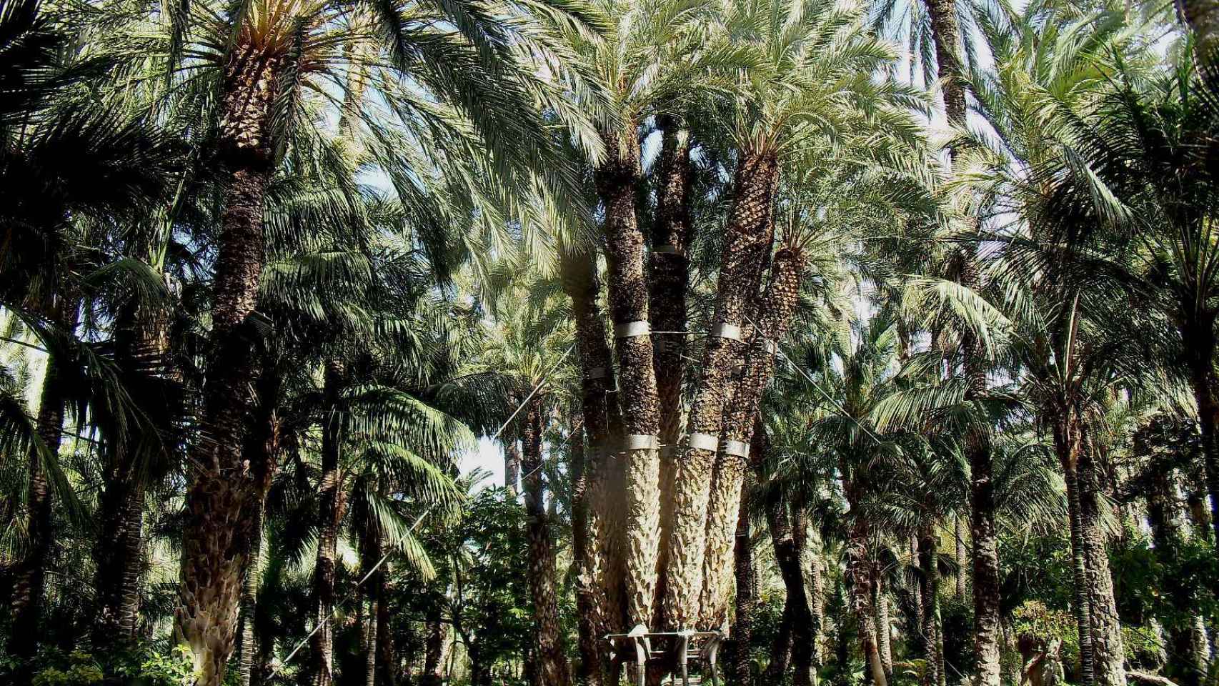 La Palmera Imperial en el Jardín del Huerto del Cura.