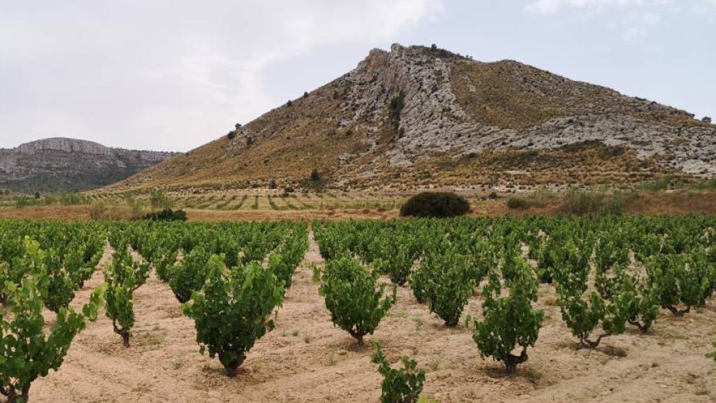 Viñedo finca El Horcajo, en Fuensalida (Toledo)