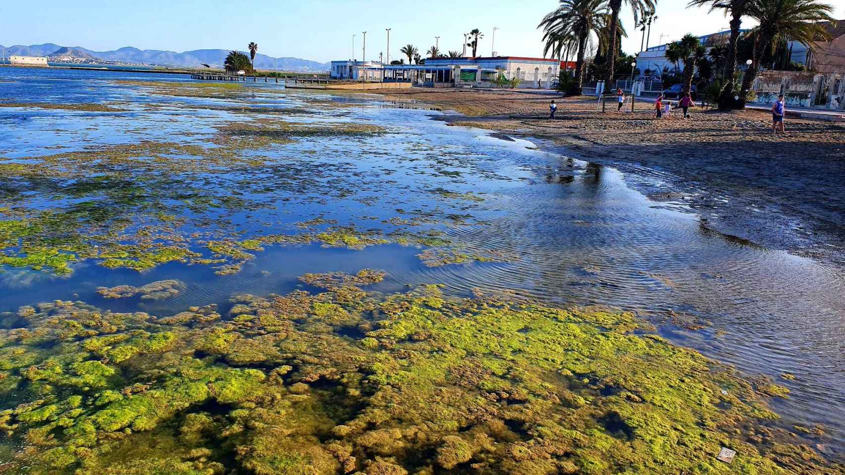 Las algas colonizando el agua de una playa marmenorense de Los Alcázares