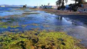 Las algas colonizando el agua de una playa marmenorense de Los Alcázares