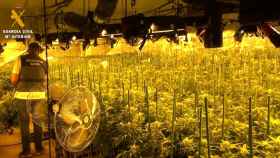 Desmontan una plantación de marihuana con más de 2.000 plantas, cerca de 390.000 dosis