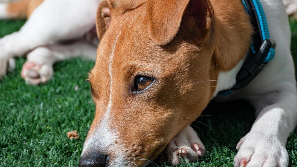 Jack Russel Terrier