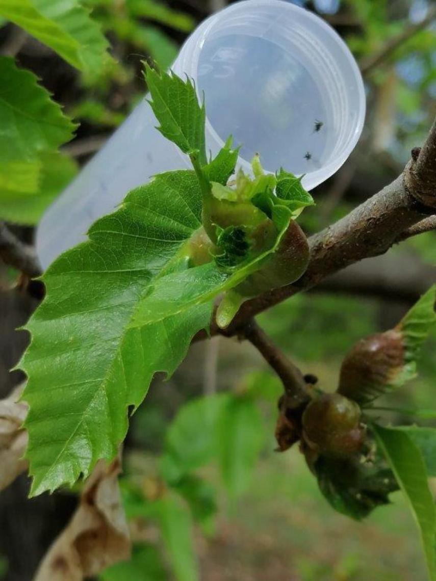 Suelta del Torymus Sinesis en León.