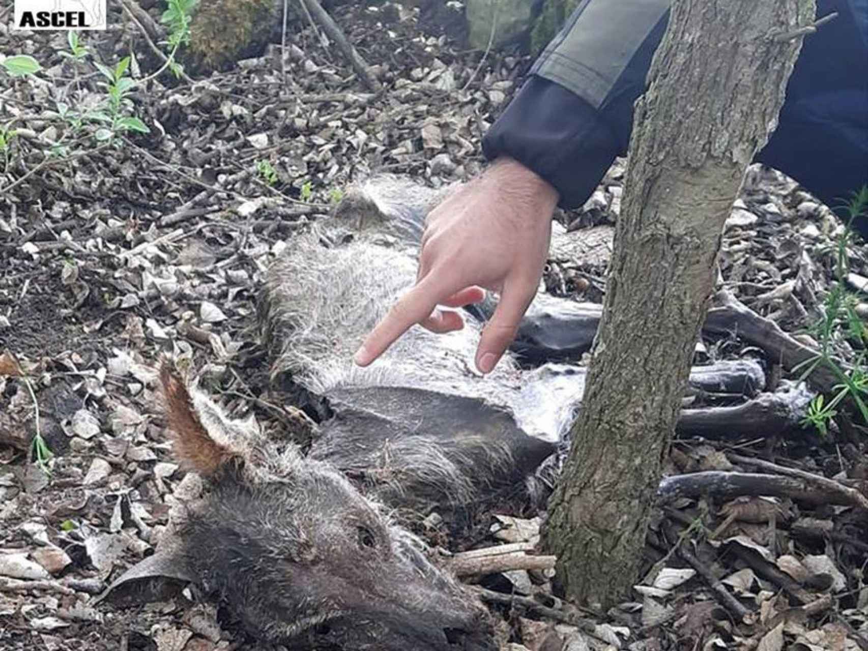 Encuentran el cadáver de un lobo de dos años en la provincia de Valladolid. Foto: ASCEL