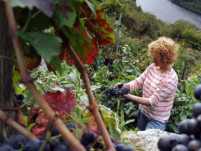 Ruta del vino de Ribeiro