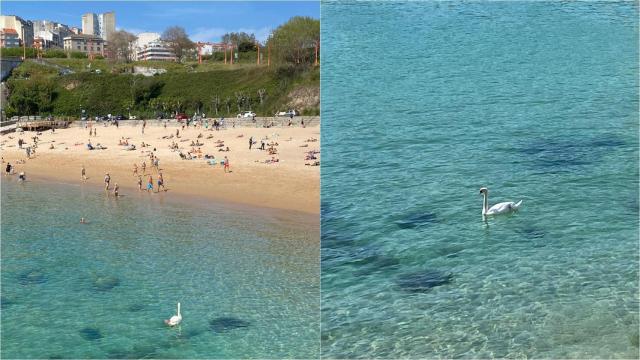 El cisne que visitó esta mañana la playa de San Amaro de A Coruña.