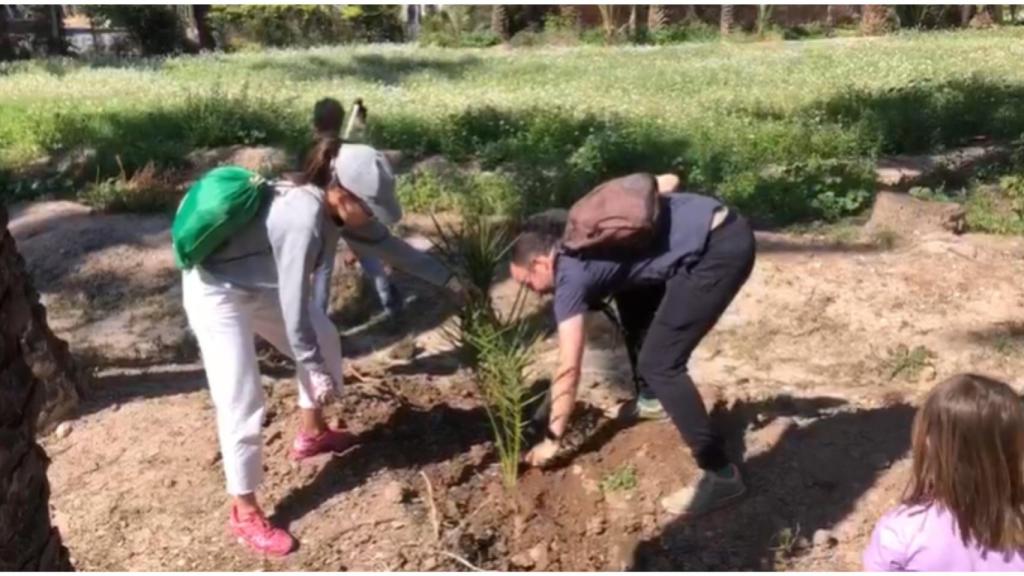 Voluntarios en las jornadas de plantación del Palmeral de Elche.