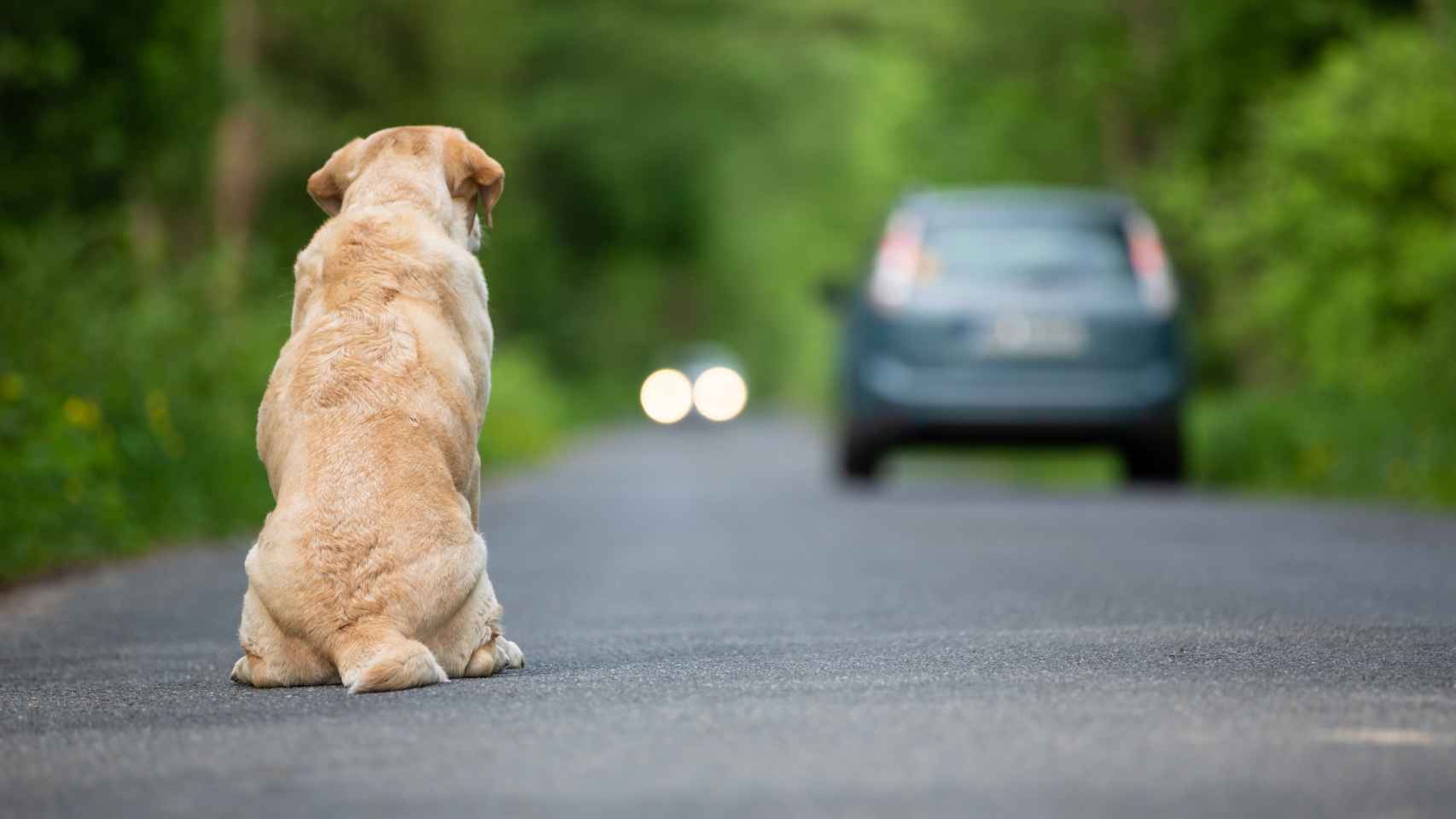 Imagen de archivo de un perro en una carretera.