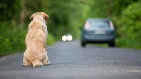 Imagen de archivo de un perro en una carretera.