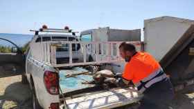 Un empleado de UTE Alicante coge a una tortuga hallada en el Cabo de las Huertas.