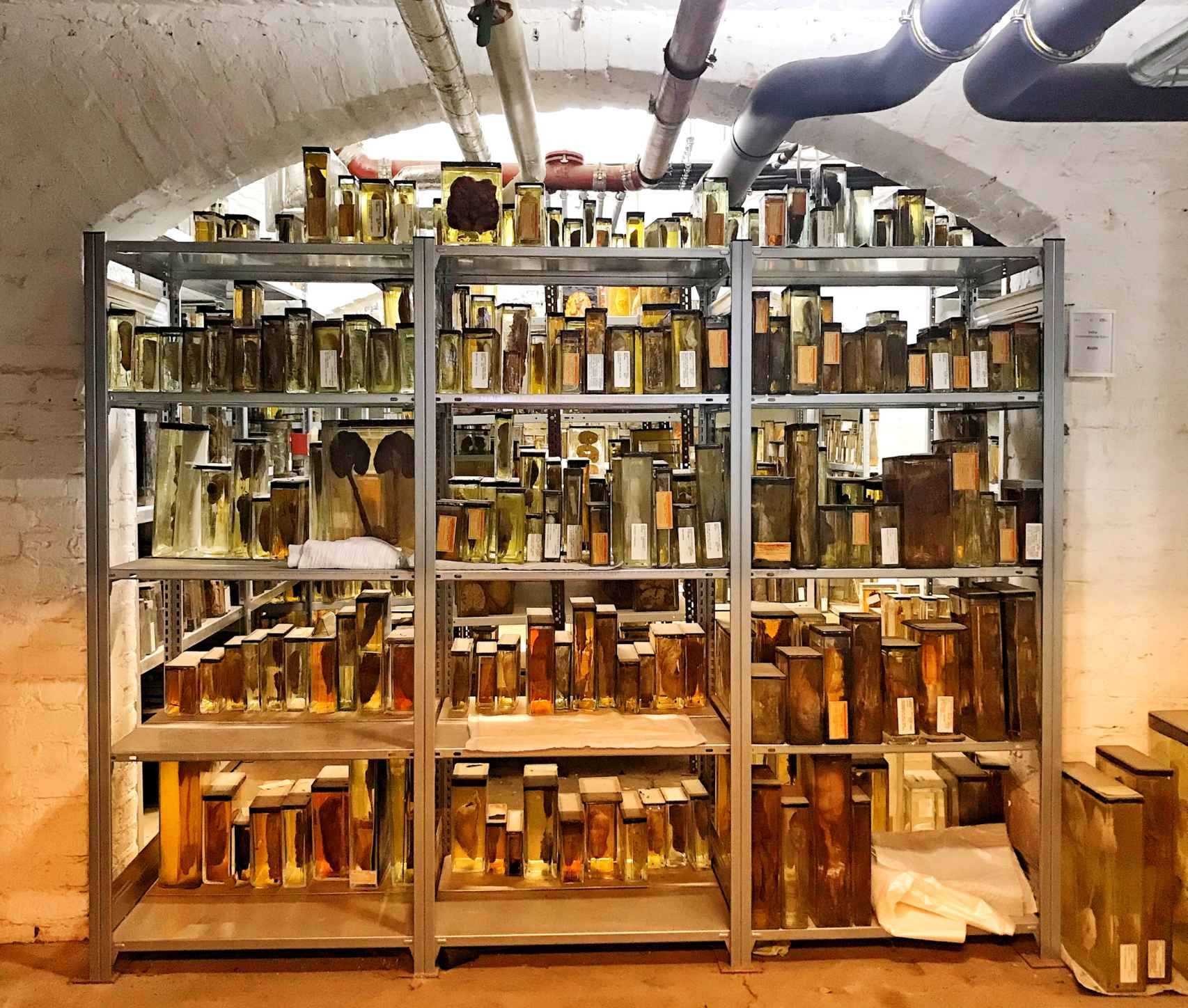 Muestras conservadas en el sótano del Museo de Historia de la Medicina que se encuentra en la Facultad de Medicina de Charité-Universidad de Berlín.