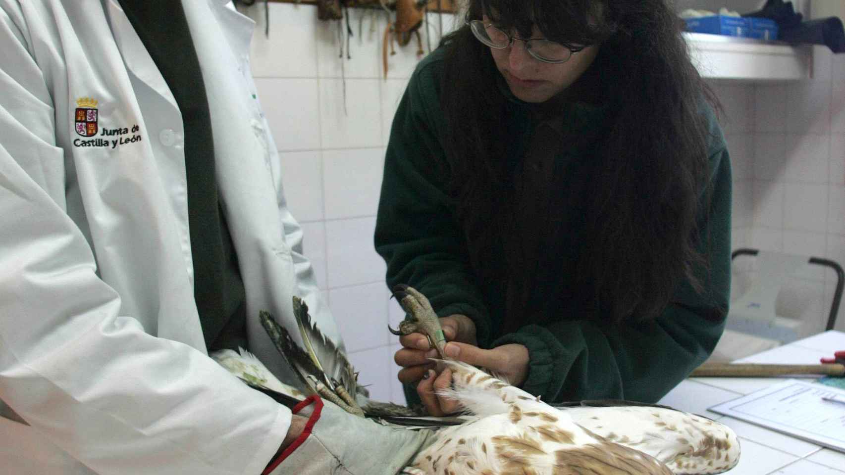 José Onrubia y Emma Rodríguez anillan a un águila culebrera recién llegada al Centro de Recuperación de Animales Silvestres de Valladolid
