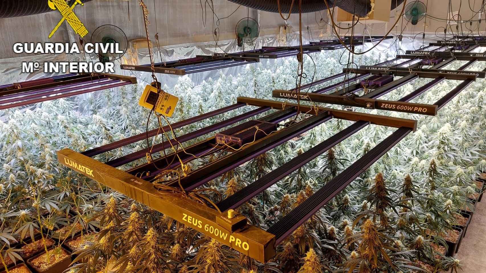 Plantación de marihuana hallada por la Guardia Civil en Alcabón (Toledo). Foto: Guardia Civil