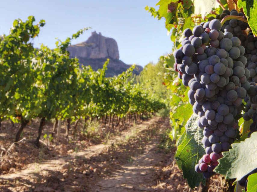 Viñedo cerca de la sierra madrileña