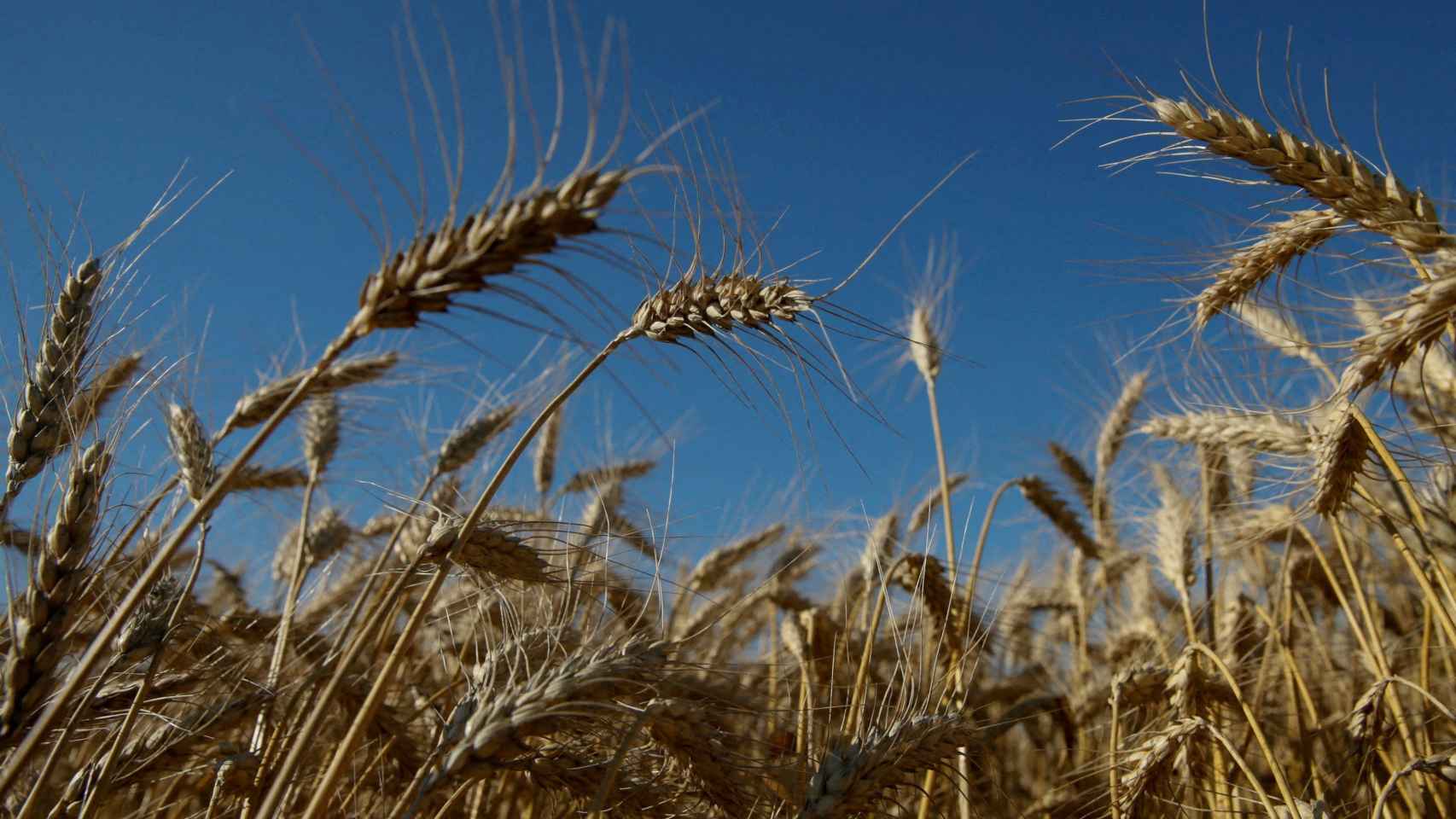 Un campo de trigo en la región de Kiev.