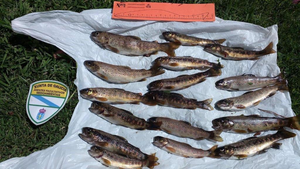 Truchas decomisadas por agentes de la Xunta a un pescador en O Valadouro (Lugo).