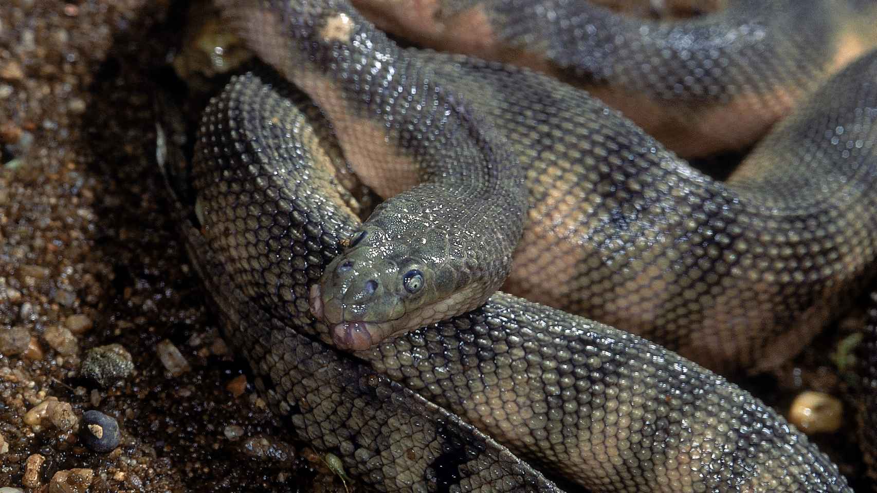 Enhydrina schistosa, la considerada serpiente más venenosa del mundo
